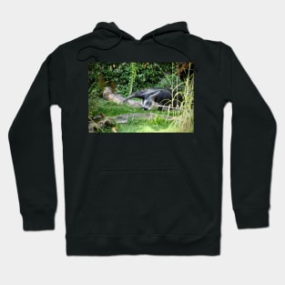 Anteater / Swiss Artwork Photography Hoodie